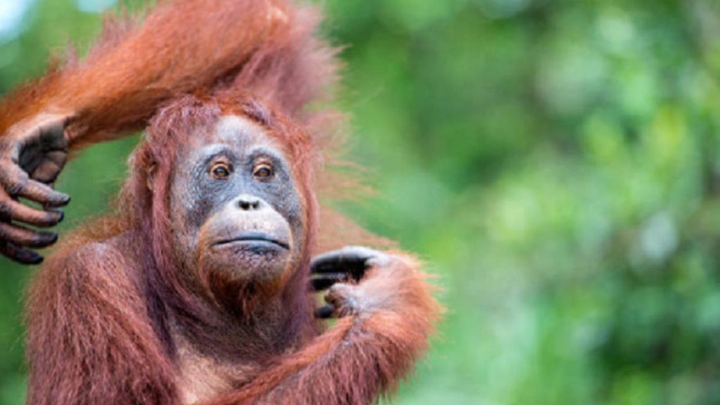 Taman Nasional Melihat Orangutan di Indonesia