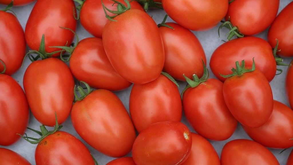Jenis Tomat dan Cara Mengolahnya Sesuai Bentuk