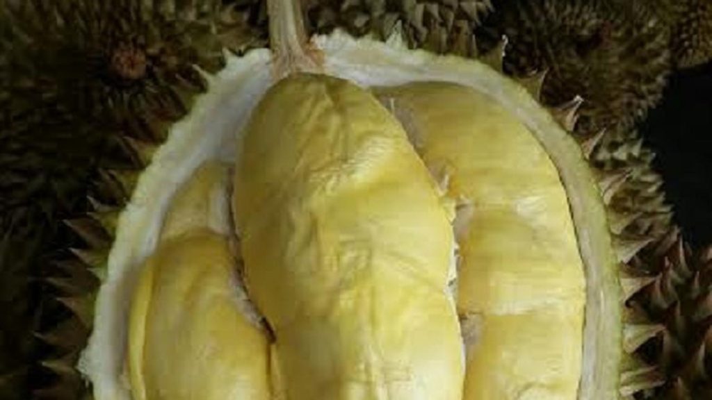 Jenis Durian Cepat Berbuah Terpopuler dan Banyak Digemari