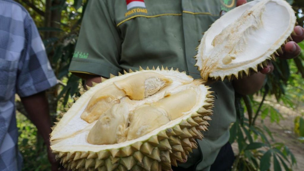 Jenis Durian Cepat Berbuah Terpopuler dan Banyak Digemari