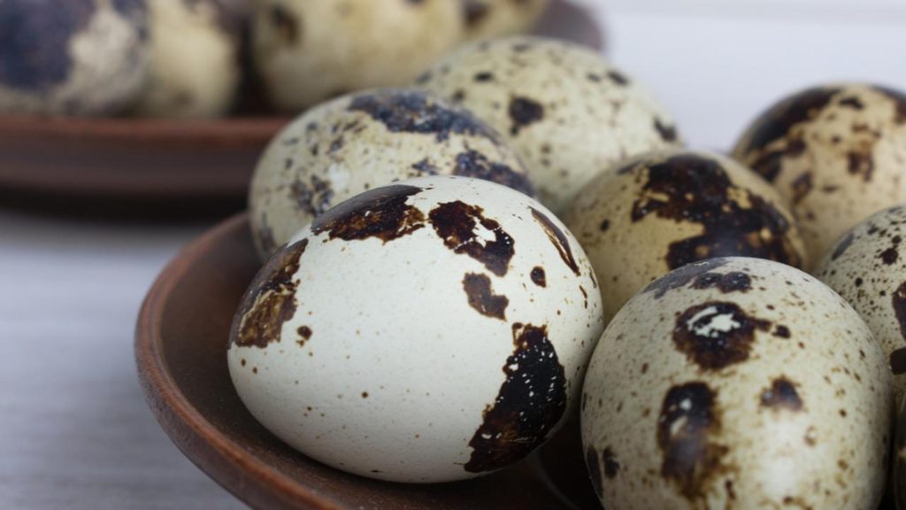 Dampak Buruk Konsumsi Telur Puyuh Berlebihan bagi Kesehatan