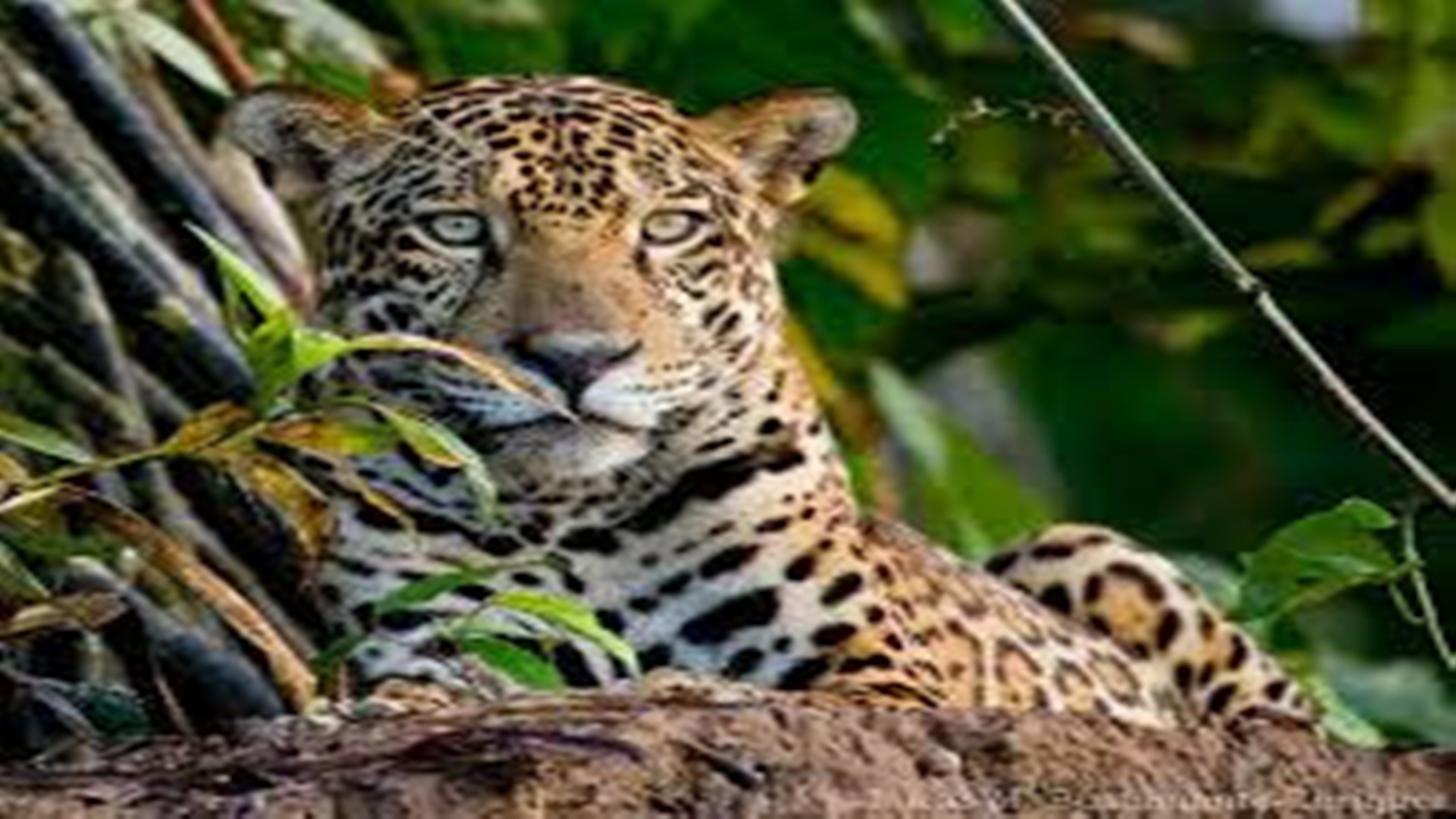 Waspada! Hewan Paling Berbahaya dan Menakutkan di Hutan Amazon
