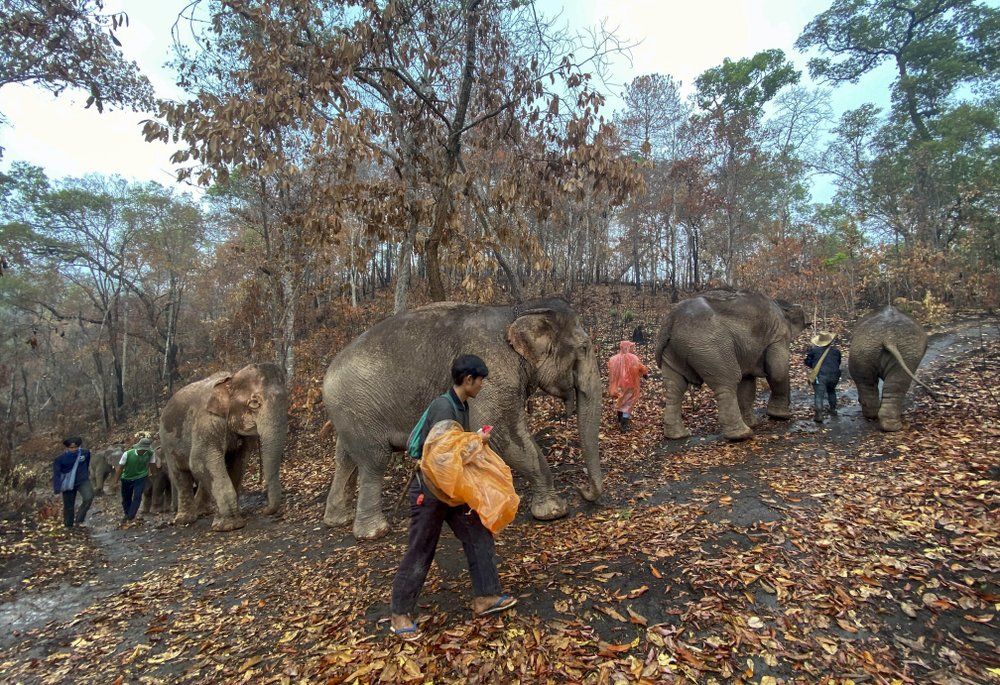 Gajah di Thailand Akhirnya Mudik