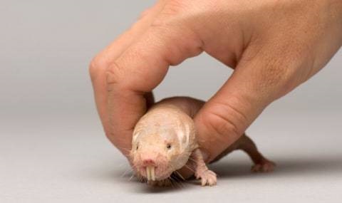 Tikus Terkuat Ini Culik Bayi Tikus Lain, Jadikan Budak Setelah Dewasa