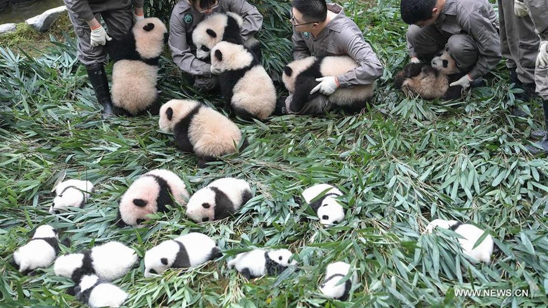 Панды едят мясо. Заповедник панд в Чэнду. Заповедник панд в Китае. Гигантские панды Сычуань. Китай зоопарк панды Чэнду.